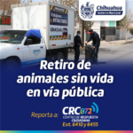 Ofrece Gobierno Municipal retiro de animales sin vida en la vía pública