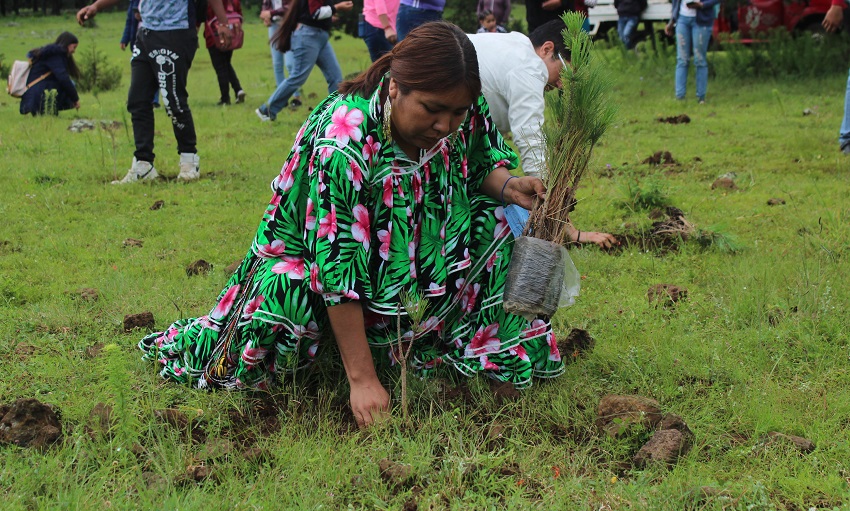 Realiza Estado mega reforestación en Guachochi con mil 200 pinos durante el "Festival Soy Joven"