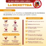 Informa Salud Municipal qué es la Rickettsia y cómo prevenirla
